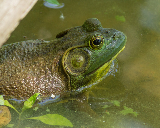 Large Bull Frog - Links Pond