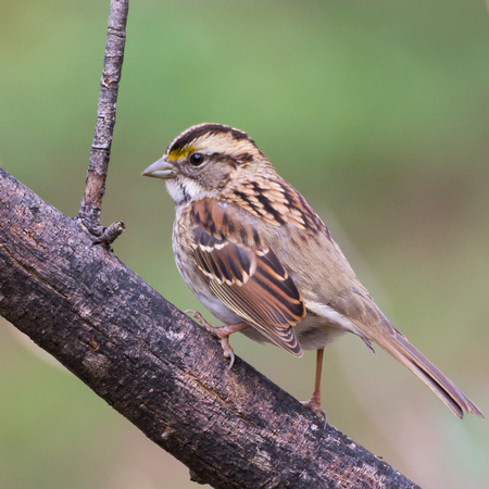White-throated Sparrow on a dead branch