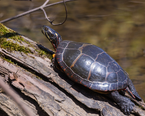 Painted Turtle with moss