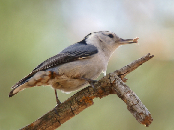 White-Breasted Nuthatch on limb