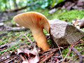 Mushroom turning rock - Appalachian Trail, Hot Springs NC