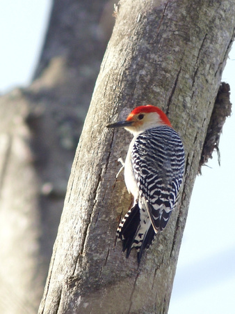 Red-bellied Woodpecker on dead tree