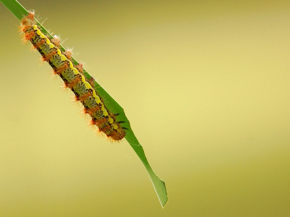Cattail Caterpillar - Simyra insularis