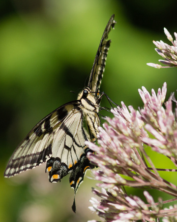 Eastern Tiger Swallowtail on Swamp Milkweed