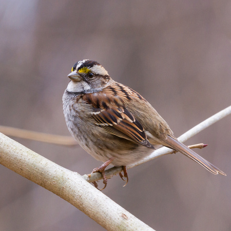 White-throated Sparrow on a thin branch