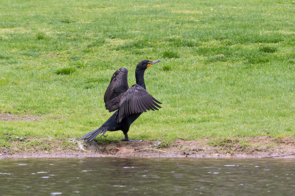 Double-crested Cormorant drying out