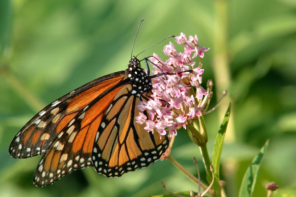 Male Monarch teetering