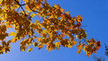 Yellow leaves - blue sky