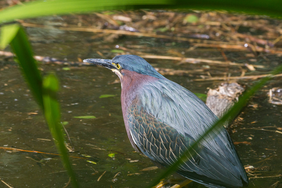 A Green Heron stopped by