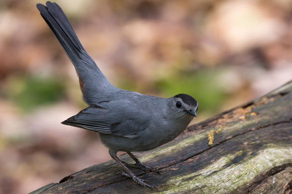 Gray Catbird on a rotting log