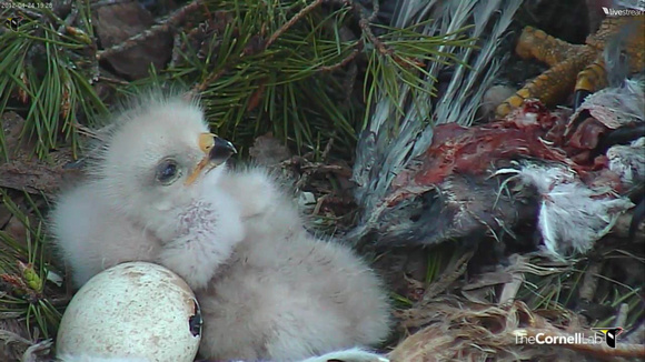 Red-tailed Hawk chick 7 - Cornell: http://www.livestream.com/cornellhawks