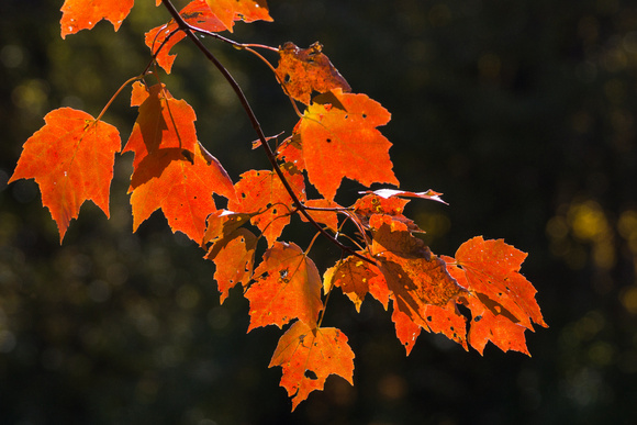 Red leaves - Lake Audubon