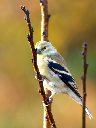 Female American Goldfinch - Links Pond