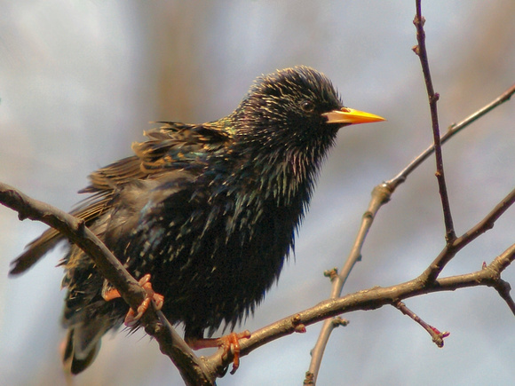 European Starling - drying out