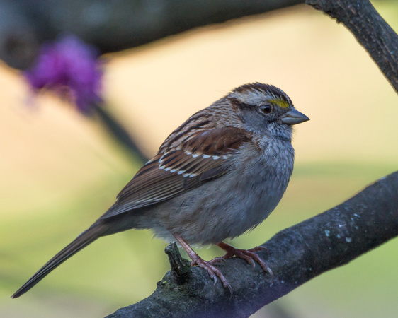 White-throated Sparrow in our Redbud tree