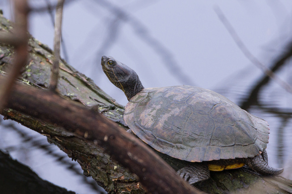 December Red-ear Turtle - Links Pond