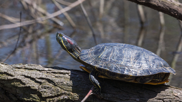 Large Red-eared Terrapin - Links Pond