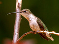 Female Ruby-Throated Hummingbird - tongue extended - Green Mountain NC