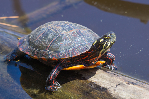 Small Painted Turtle - Links Pond