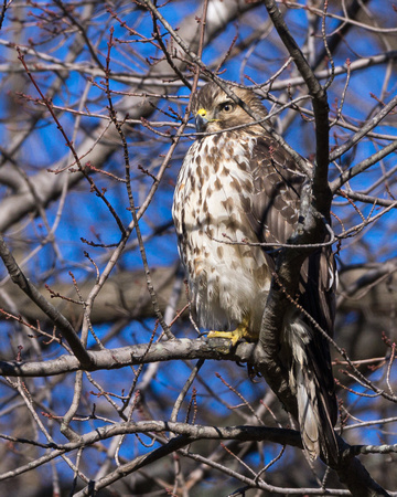 Young Red-tailed Hawk in the branches