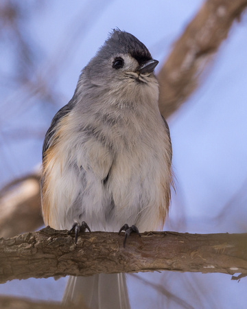 Tufted Titmouse in the shade