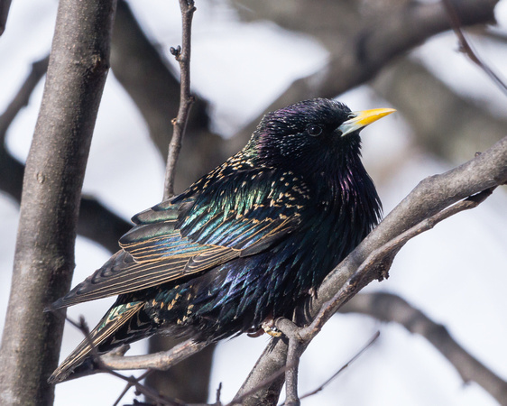 European Starling on a cold March day
