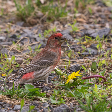 Male House Finch - nesting materials