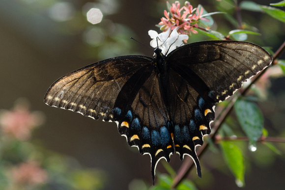 Eastern Tiger Swallowtail - black variety