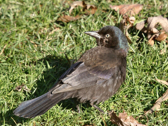 Common Grackle back view - 6th fairway