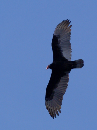Turkey Vulture over 7th fairway