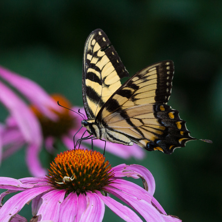 Eastern Tiger Swallowtail on Cone Flower
