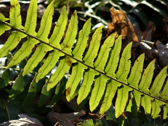 Backlit fern