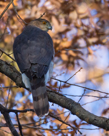 Cooper's Hawk on a high branch