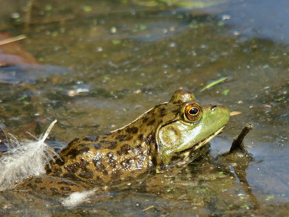 Bull Frog & feather- Links Pond