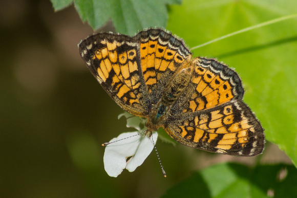 Pearl Crescent on white bloom