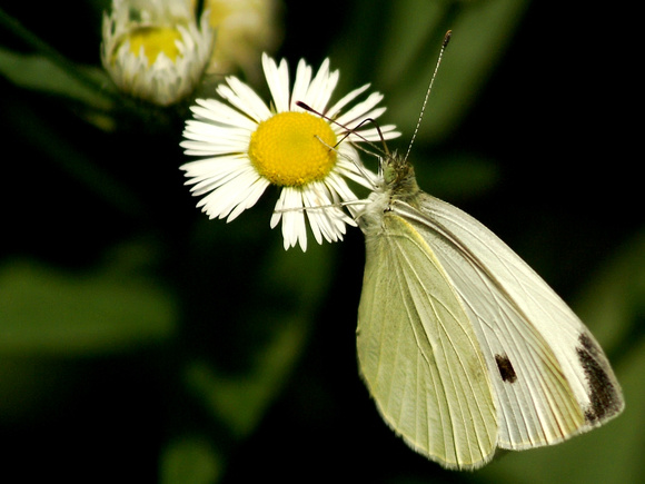 Butterfly - Links Pond - Cabbage White (Pieris rapae)