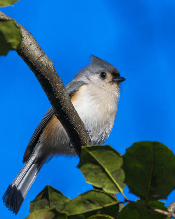 Tufted Titmouse in Holly tree