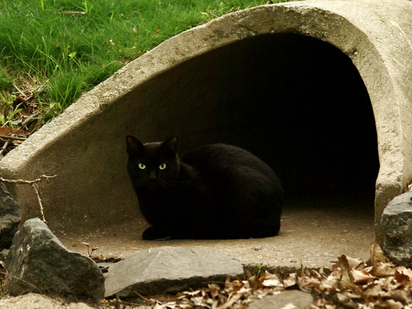 Cat in sewer pipe