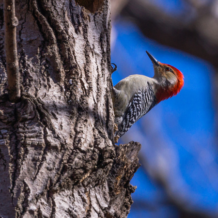Male Red-bellied Woodpecker against blue sky