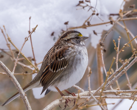 White-throated Sparrow in branches