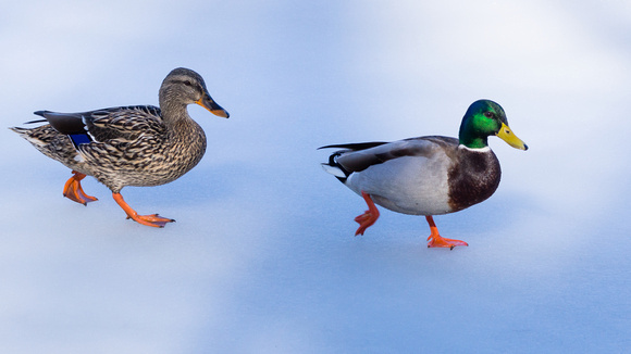 Mallard pair - icy Lake Audubon