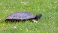 Snapper on the fairway
