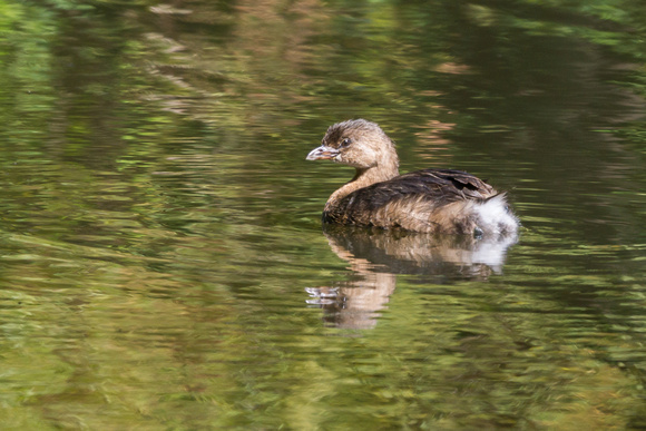 Pied-billed Grebe from sunny side