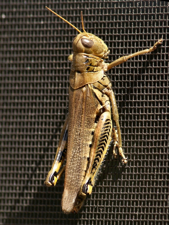Grasshopper - Melanoplus differentialis