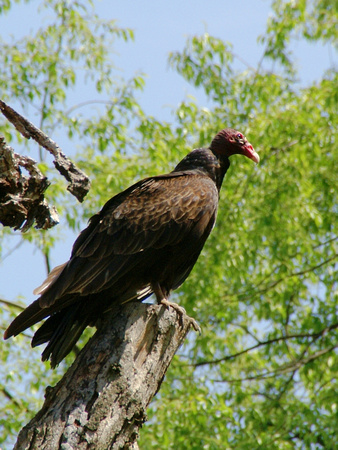 Turkey Vulture on stump