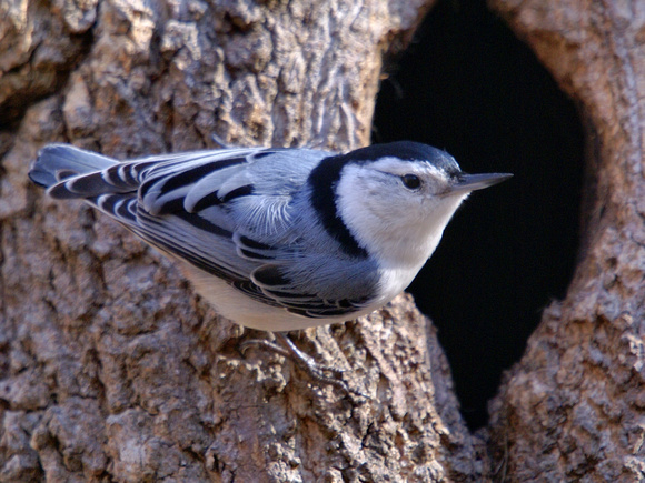 White-breasted Nuthatch at nest entrance