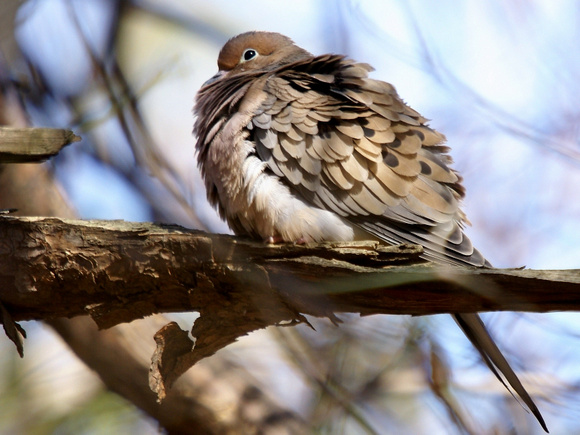 Mourning Dove - fluffed up