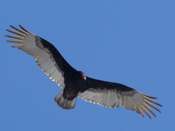 Turkey Vulture at eleven oclock