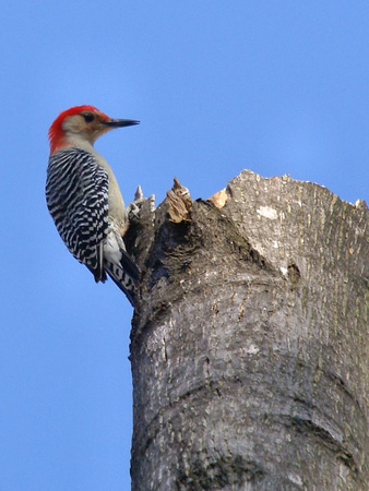 Male Red Bellied Woodpecker atop dead tree