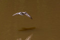 Spotted Sandpiper over a muddy Lake Audubon
